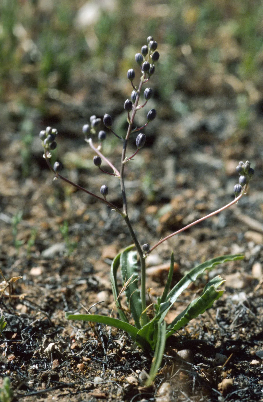 Chlorogalum purpureum reductum