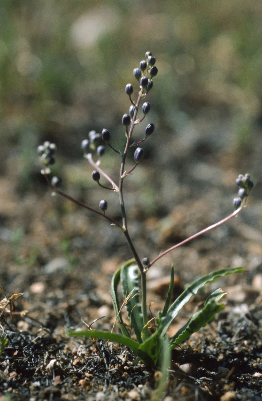 Chlorogalum purpureum reductum