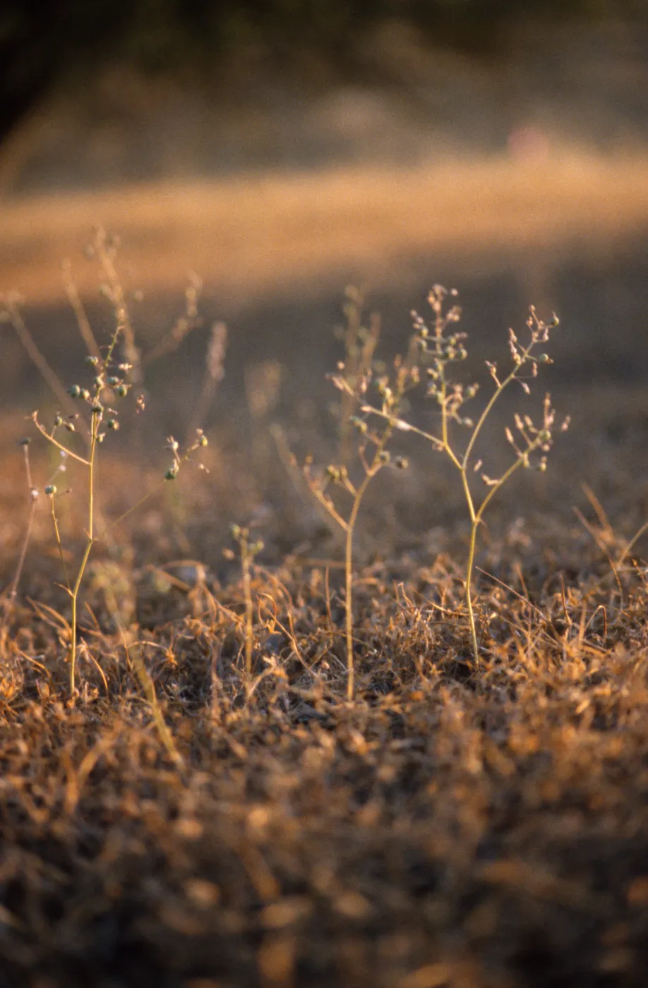Purple amole in flower (Chlorgalum purpurem purpurem)