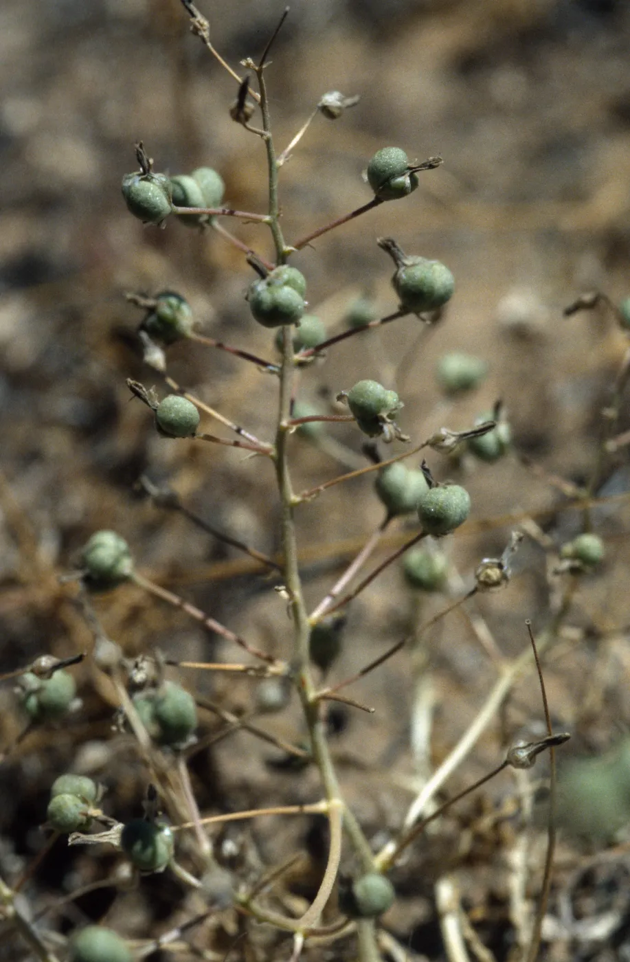 Chlorogalum purpureum reductum