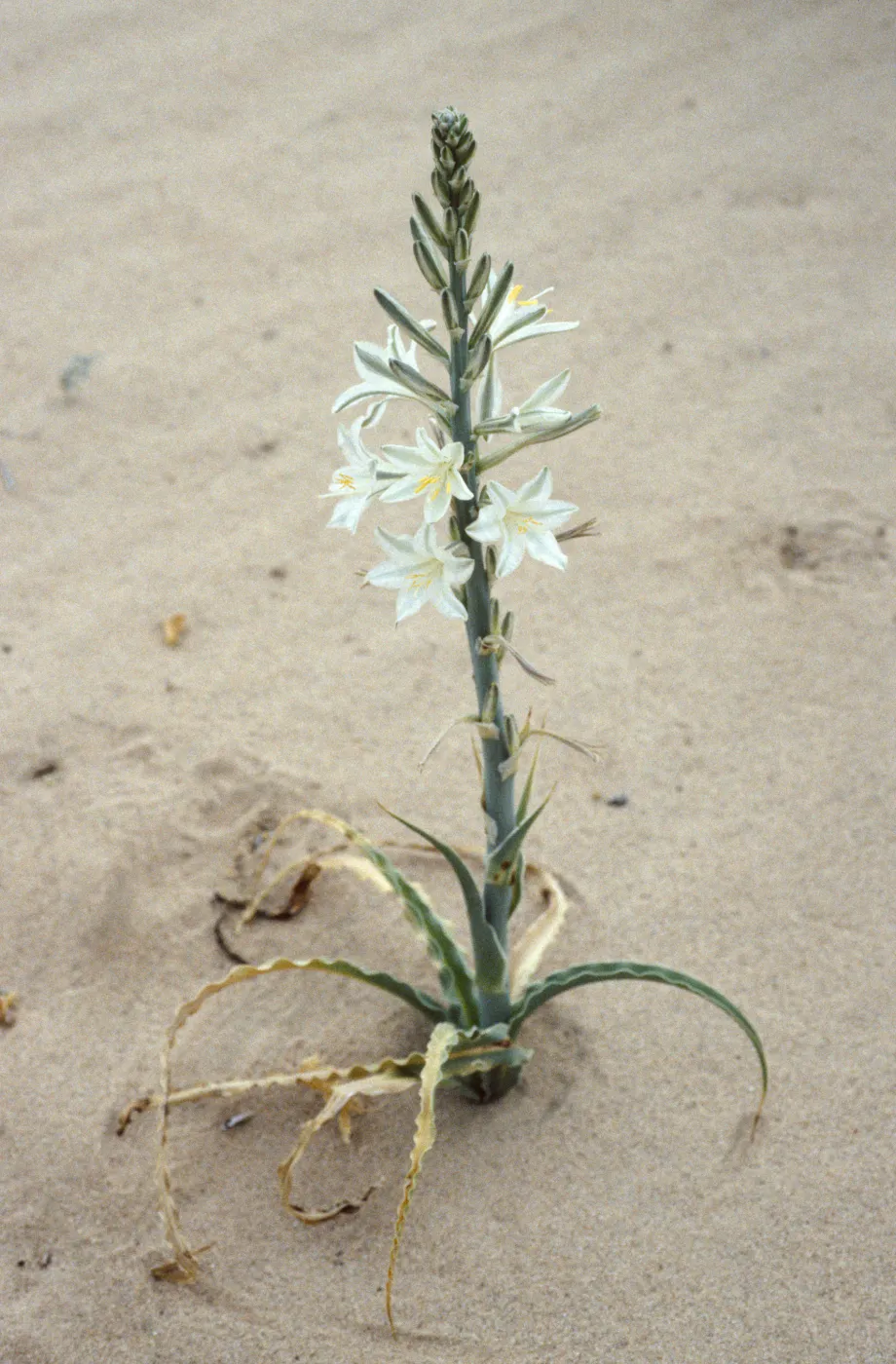 Hesperocallis undulata