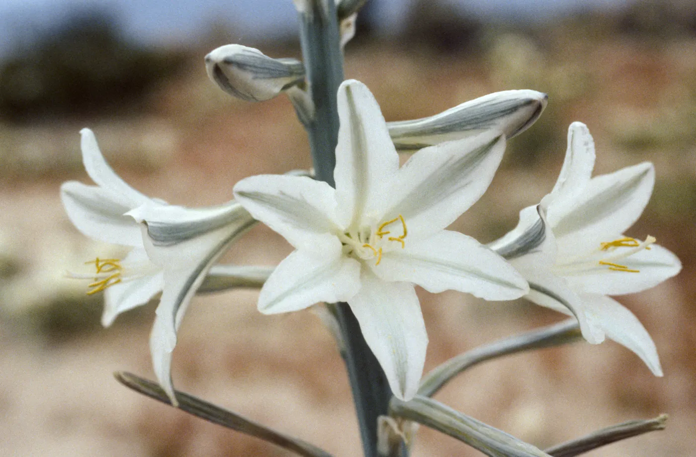 Hesperocallis undulata