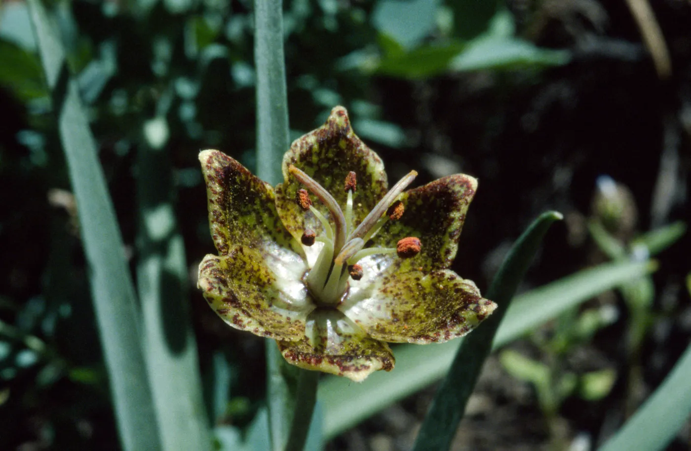 Fritillarea pinetorum