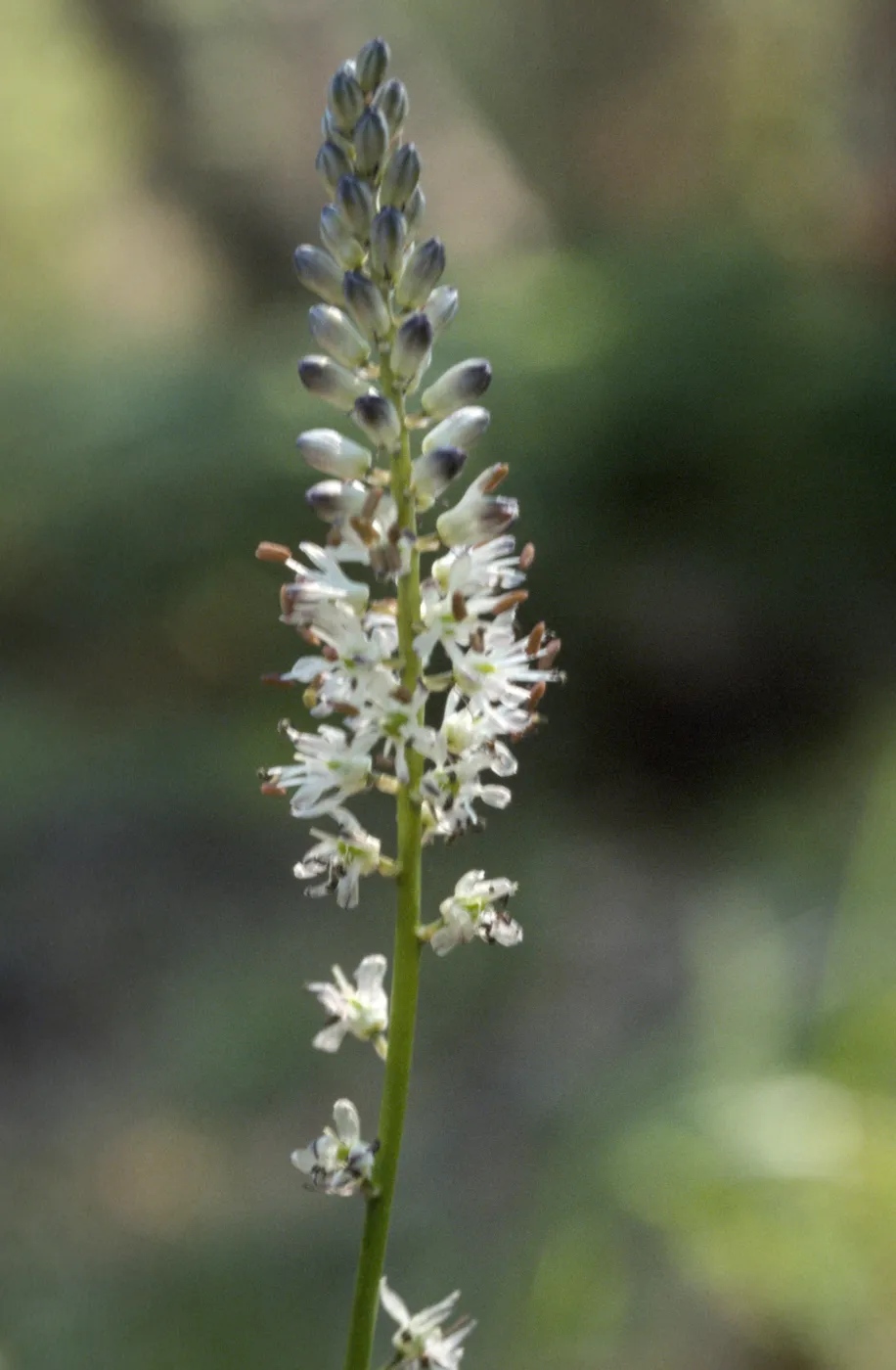 Hastingsia bracteosa