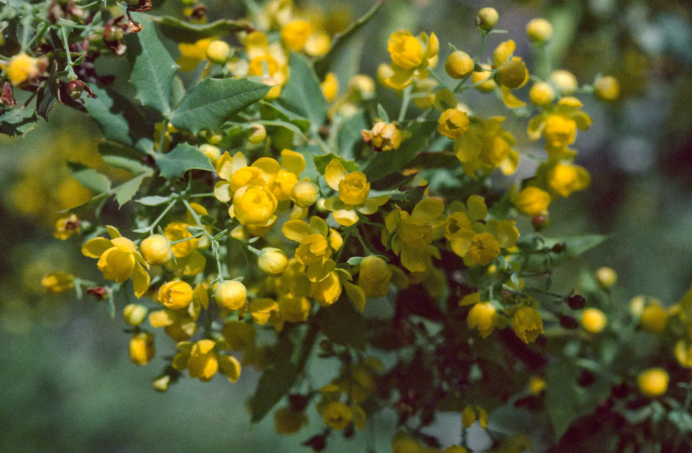 Berberis nevinii