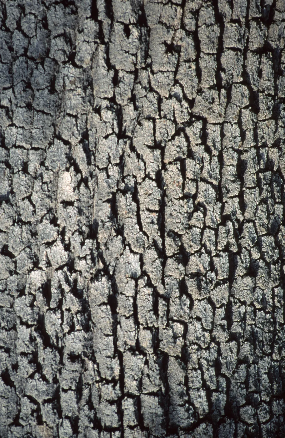 Quercus lobata bark