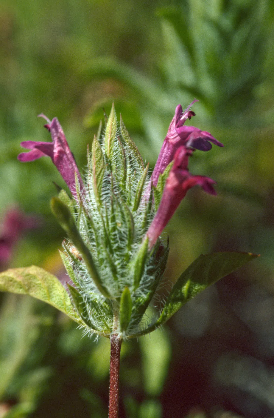Pogogyne douglasii