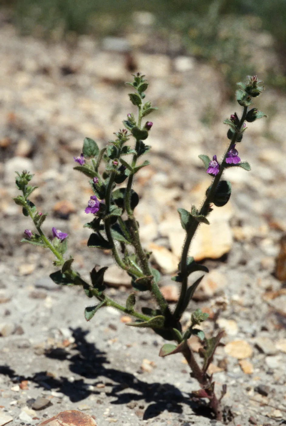 Antirrhinum nuttallianum