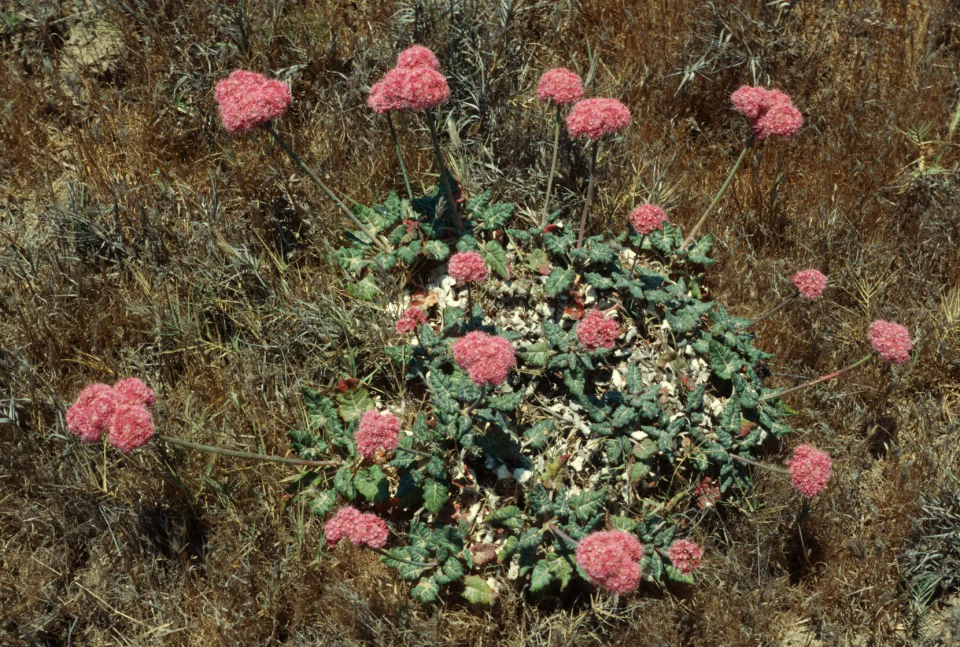 Eriogonum grande rubescens