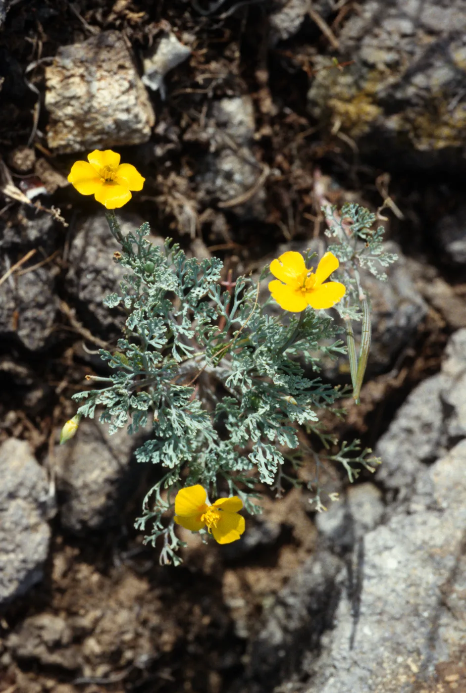 Eschscholzia ramosa