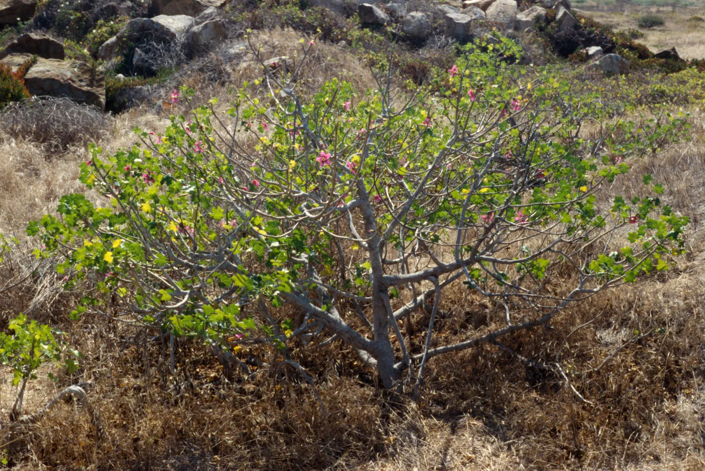 Lavatera assugentiflora