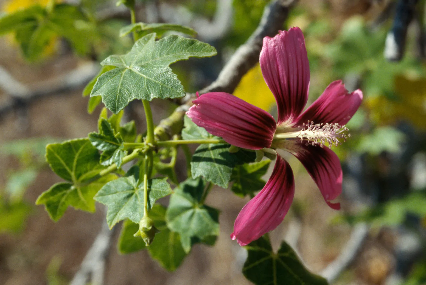Lavatera assurgentiflora glabra