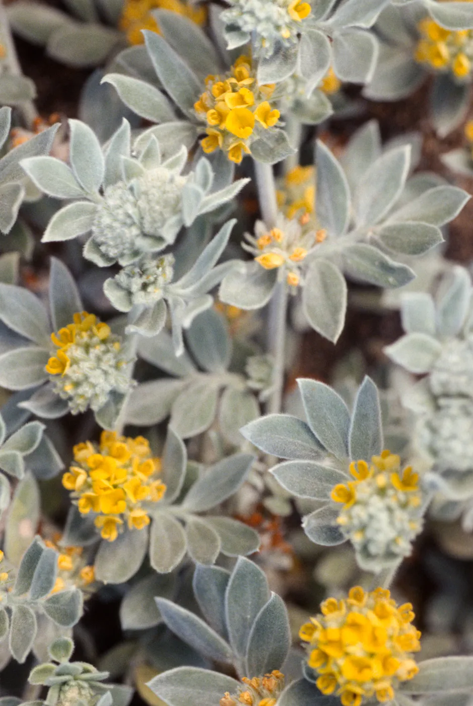 Lotus argophyllus niveus