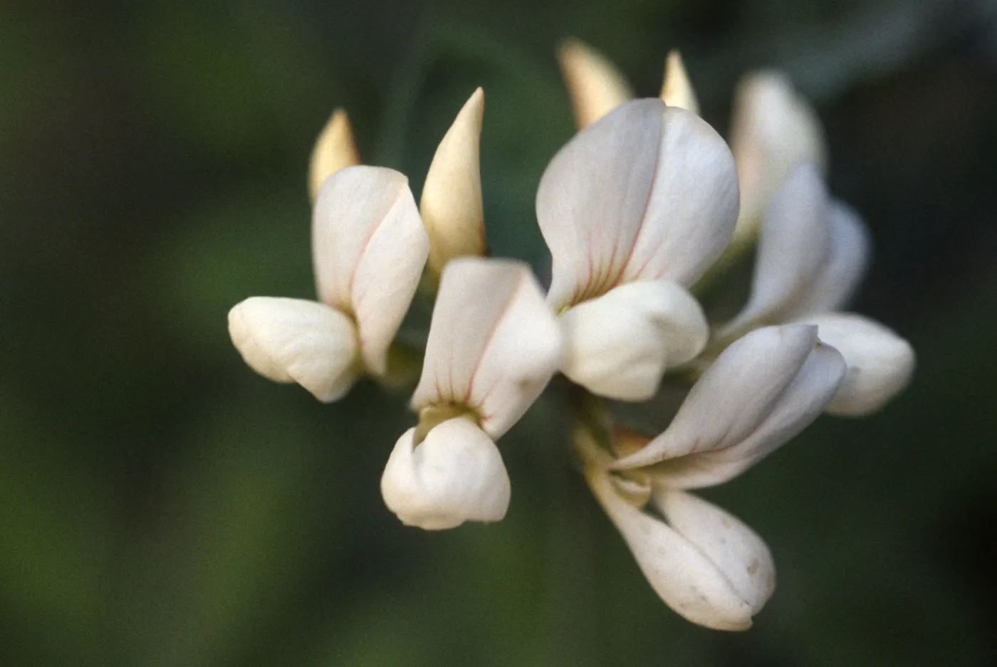 Lotus grandiforus