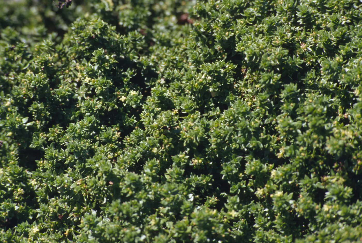 Galium buxifolium