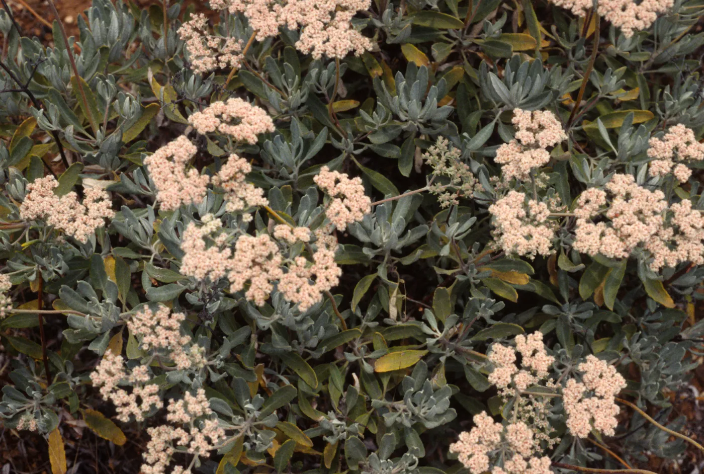 Eriogonum xblissianum