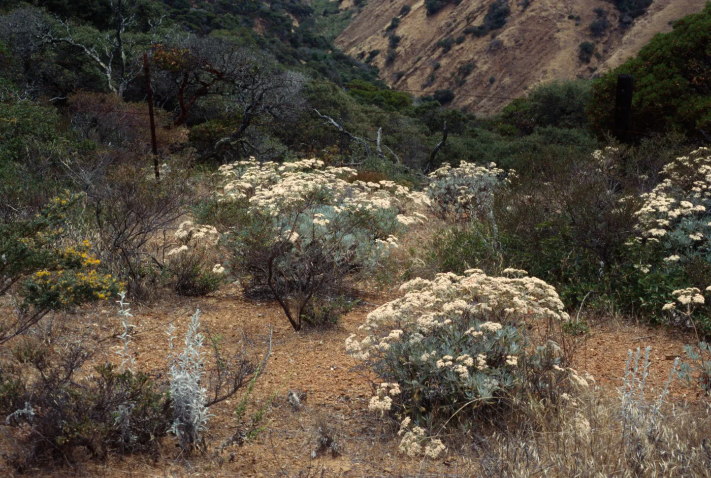 Eriogonum xblissianum