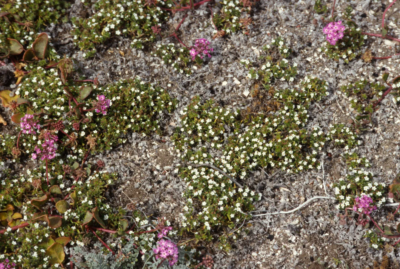 Cryptantha traskiae