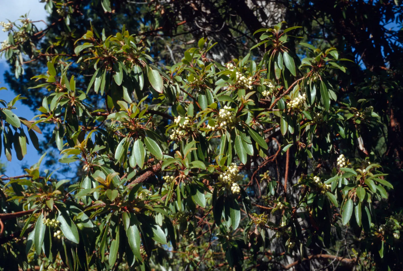 Arbutus anzonica