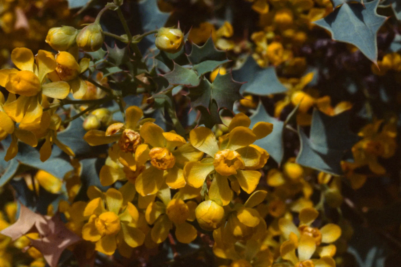 Berberis fremontii