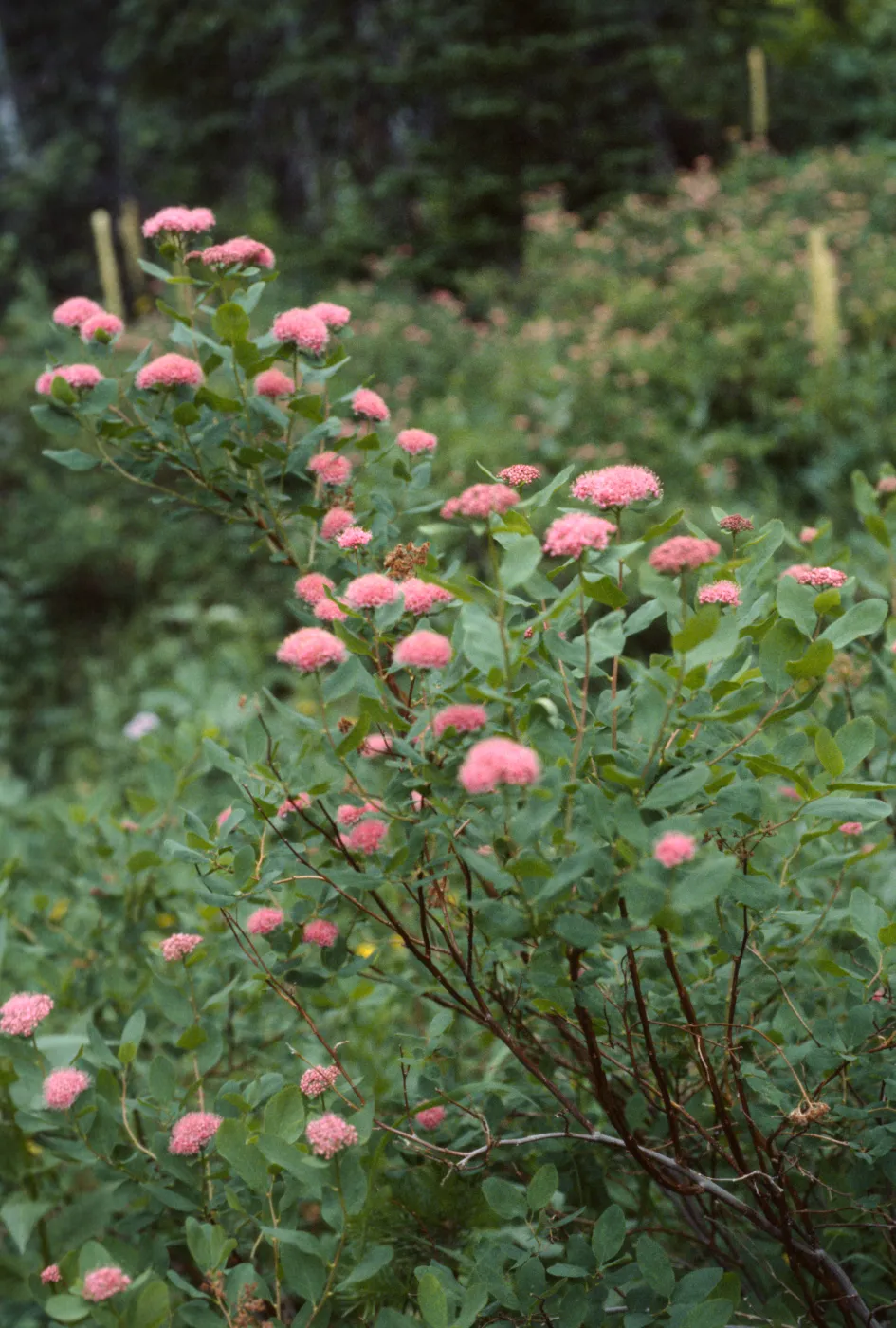 Spiraea densiflora