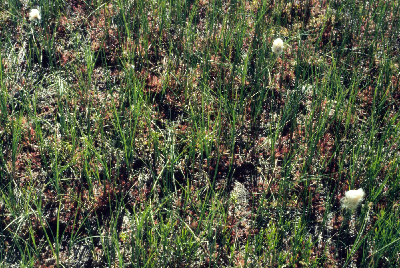 Drosera rotundifolia