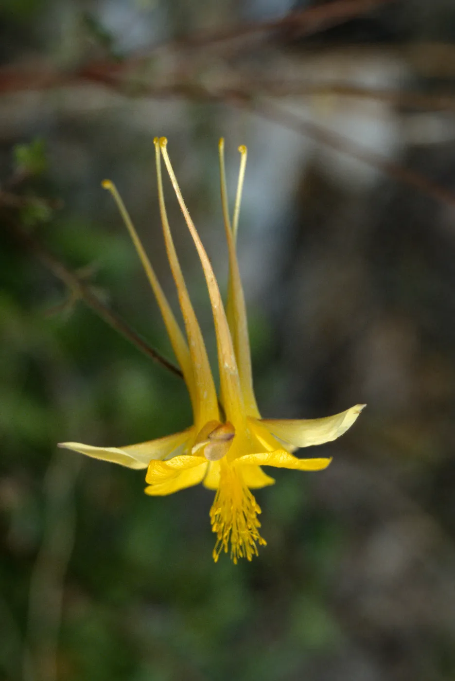 Aquilegia longissinea