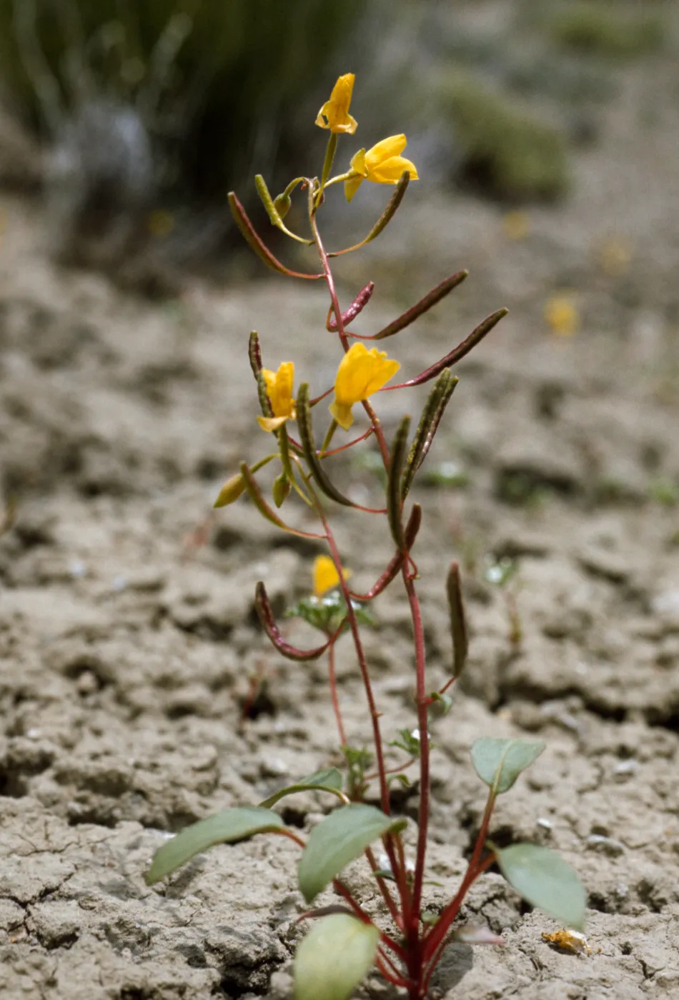 Camissonea eastwoodiae