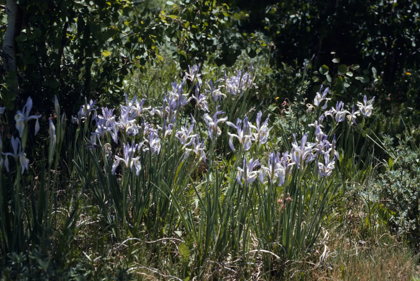 Iris missouriensis