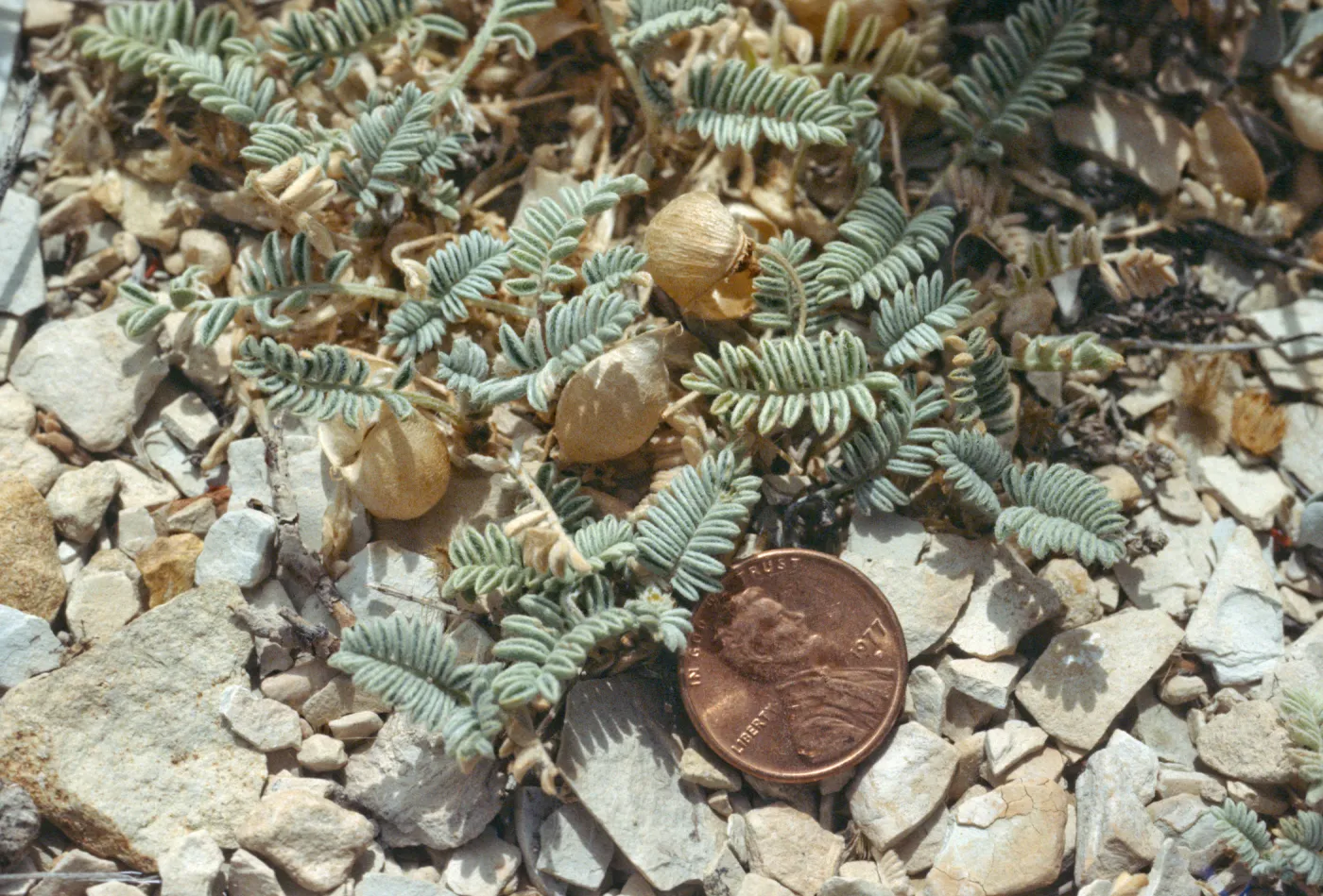 Astragalus lutosus, with a penny for scale