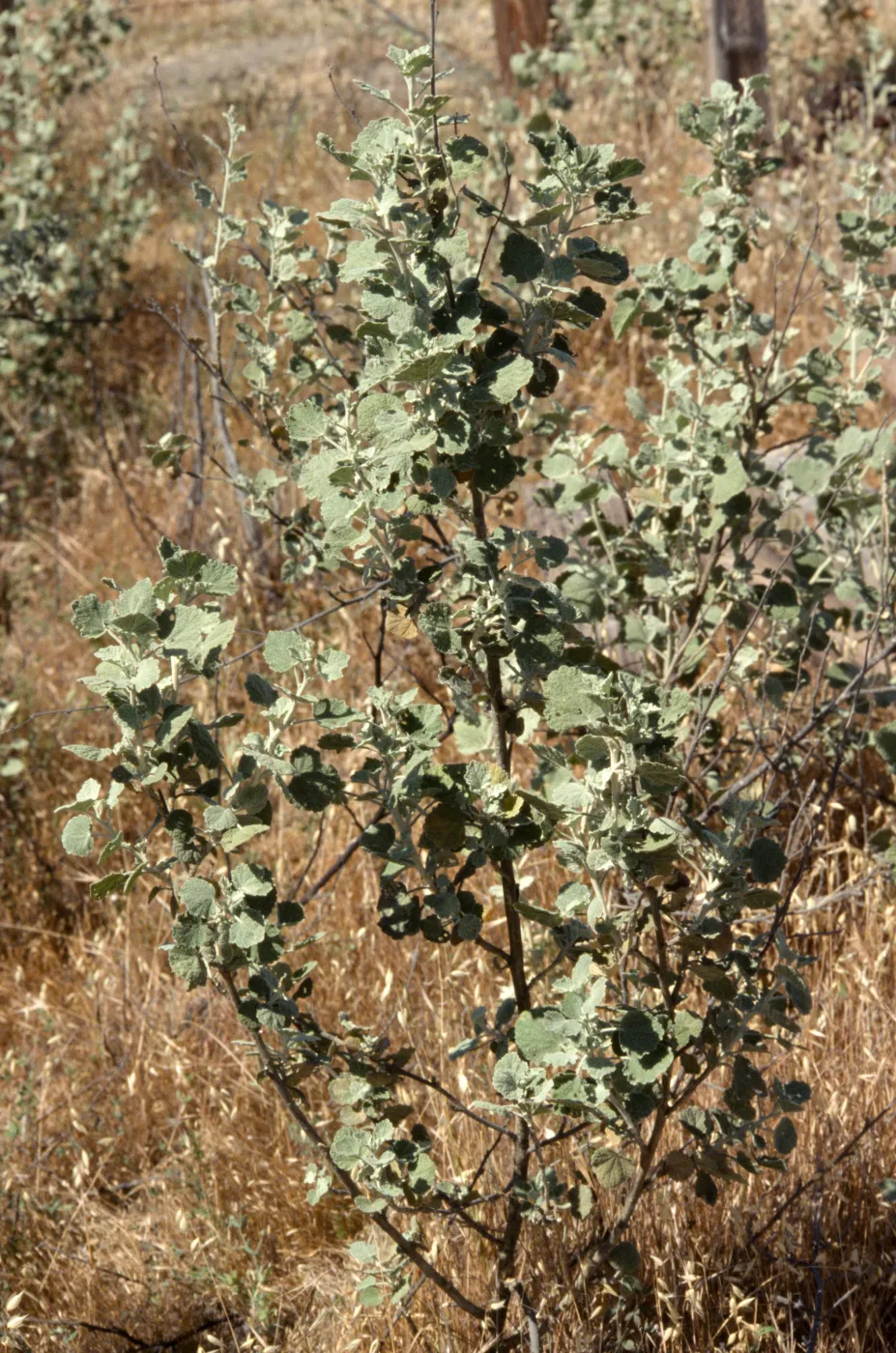 Malacothamnus abbottii