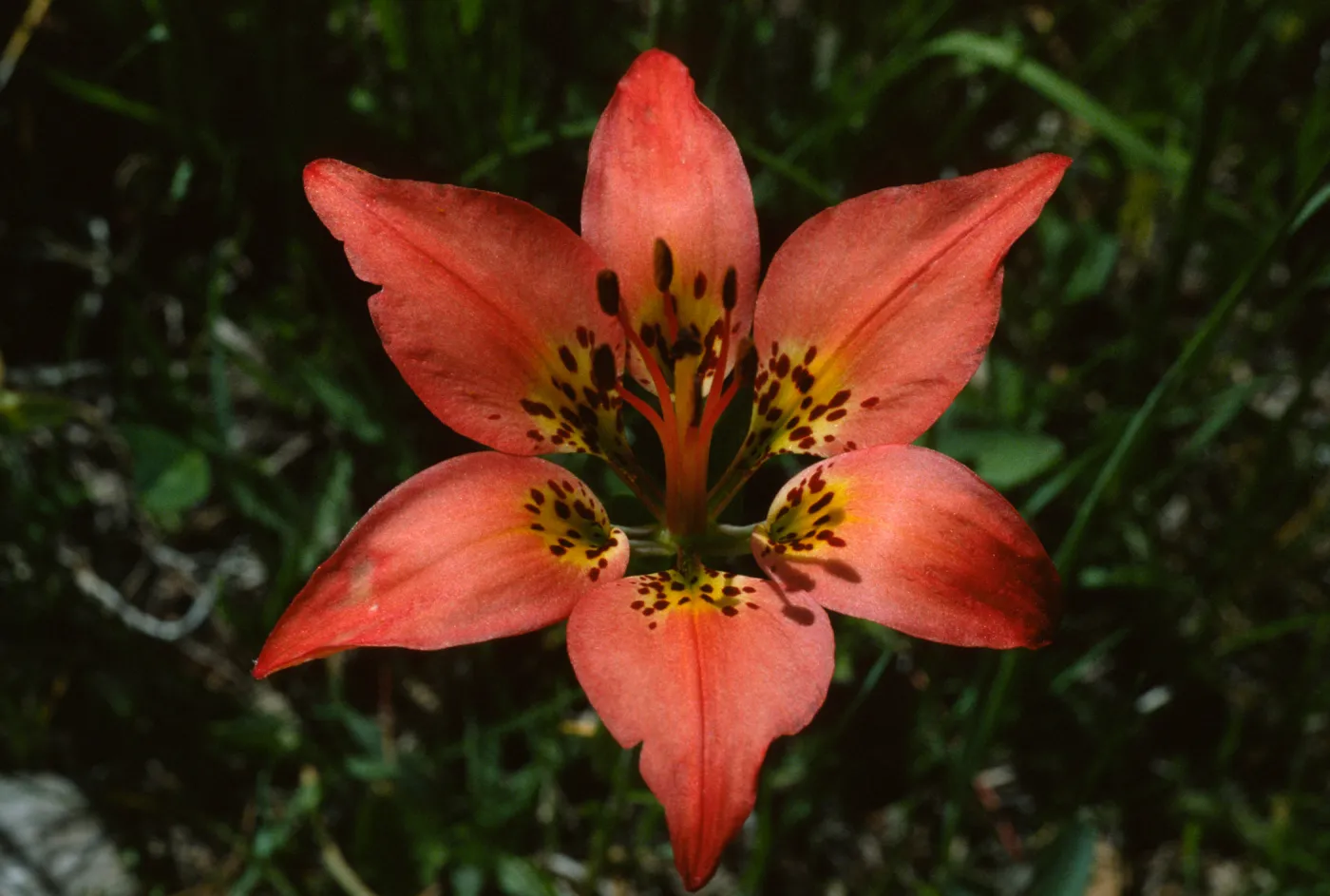 Lilium philadelphium