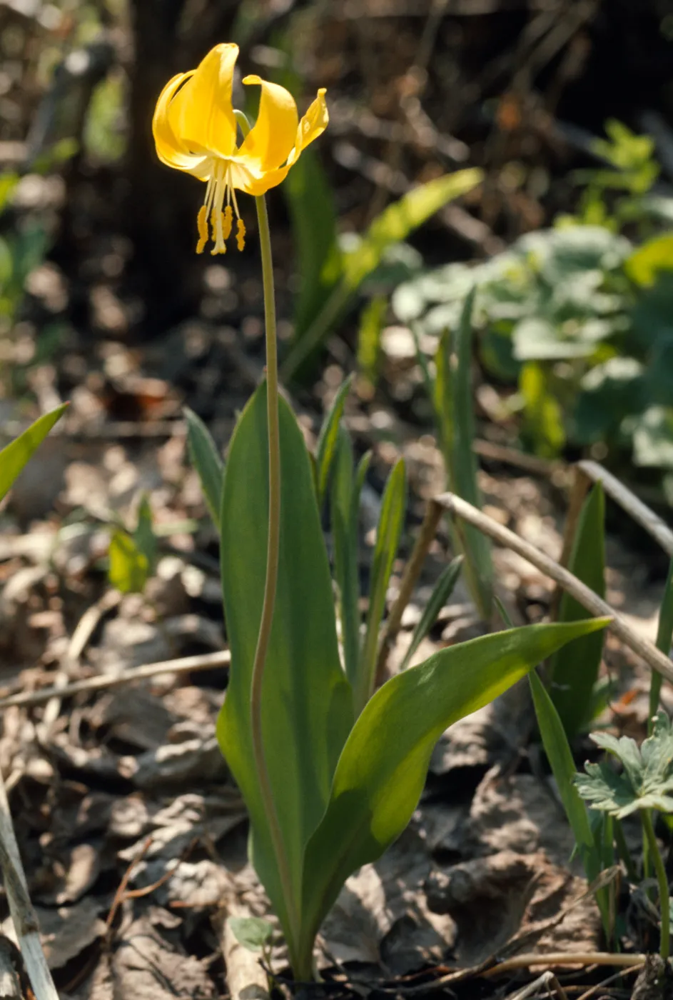 Erythronium grandiflorum