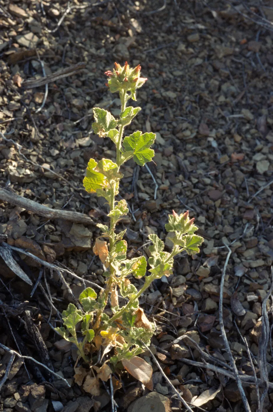Malacothamnus palmeri var. lucianus MNT: Hanging Valley