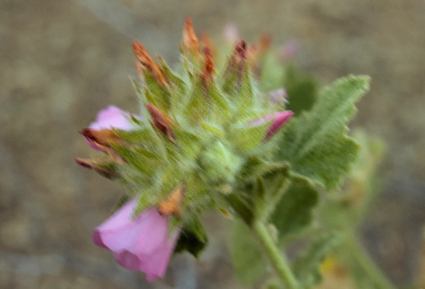 Malacothamnus palmeri var. lucianus