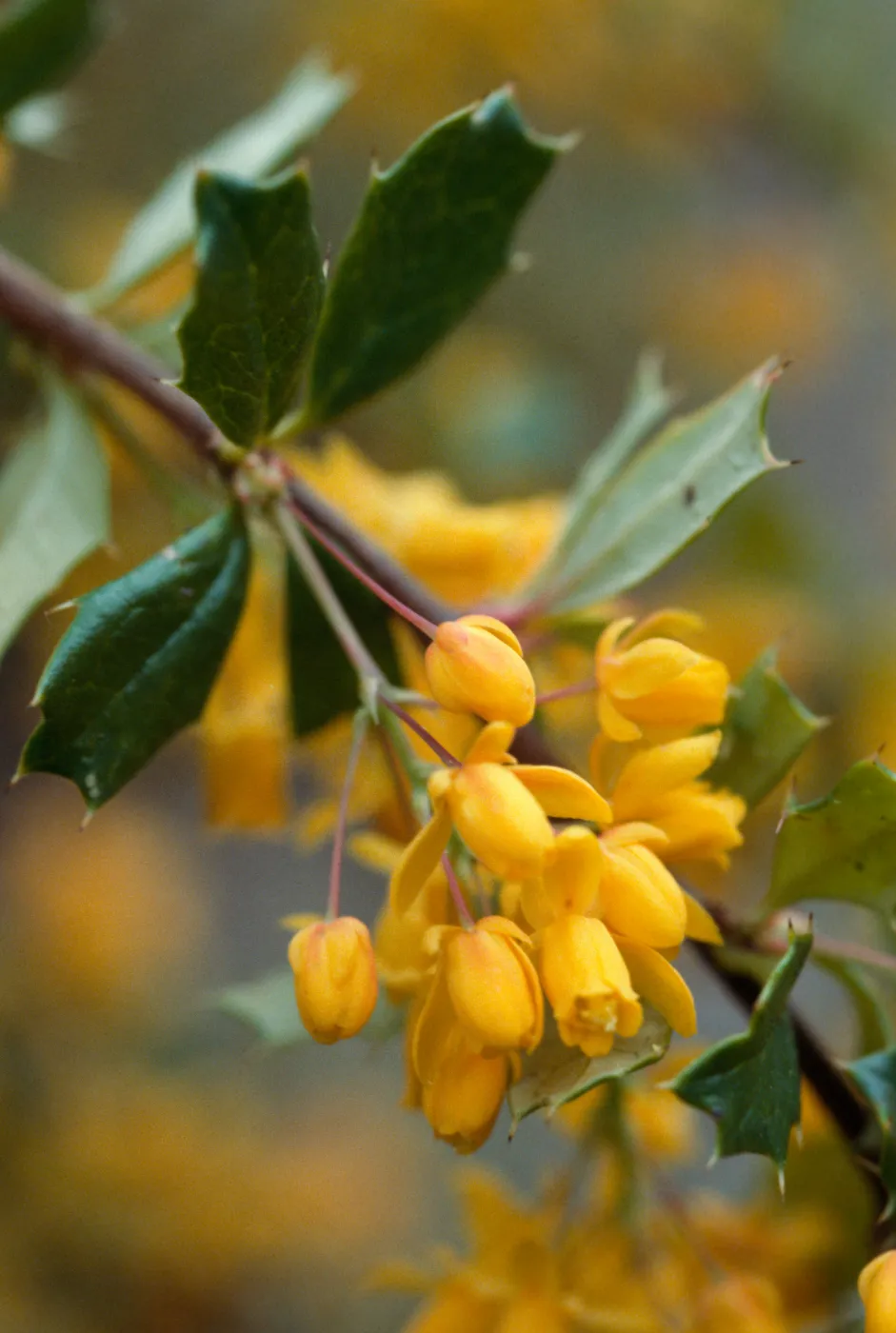 Berberis darwinii