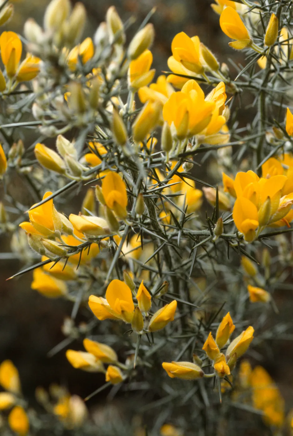 Ulex europaeus
