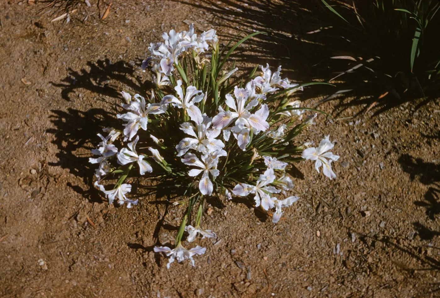 Iris innominata hybrid spring '60