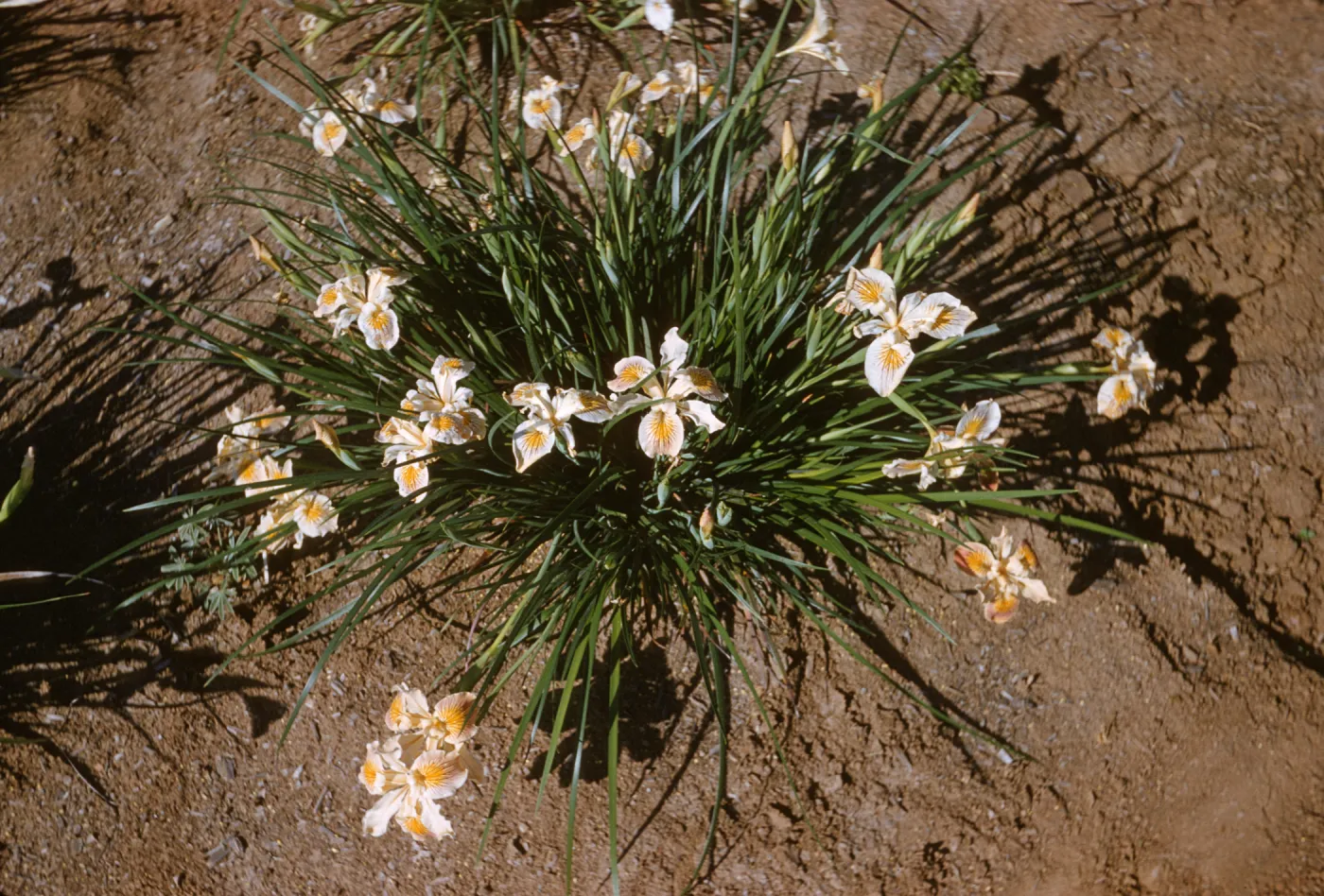 Iris innominata spring '60