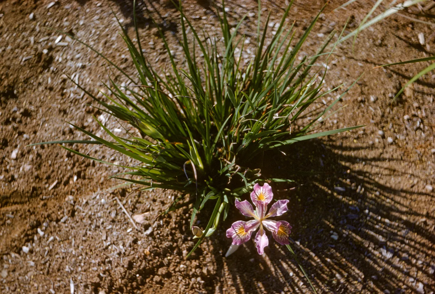 Iris innominata hyb spring '60