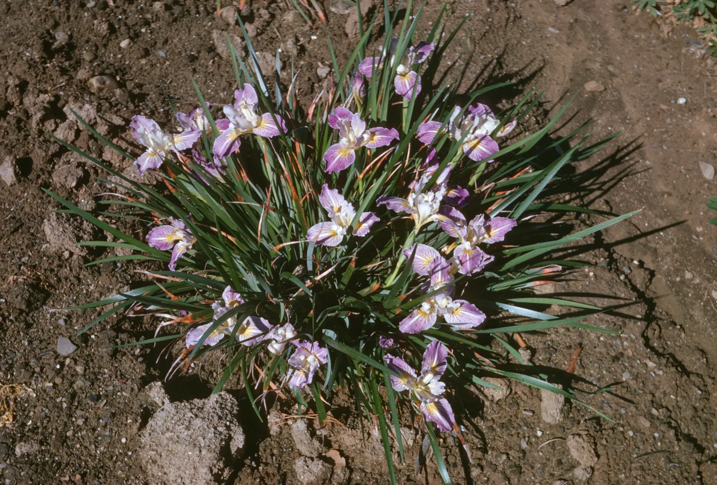 Iris innominata x