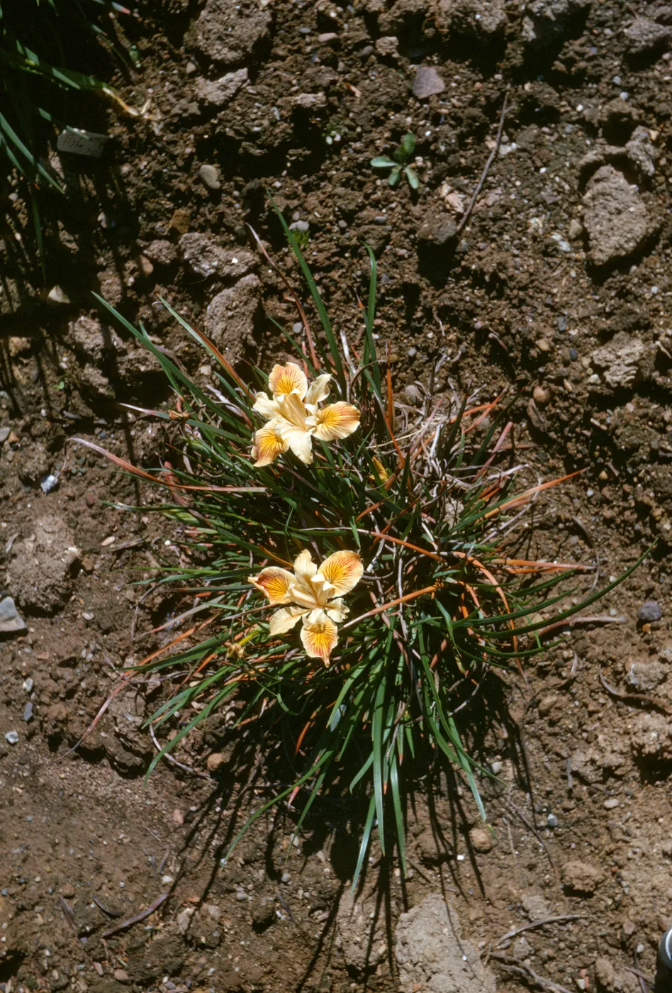 Iris innominata x good flower form