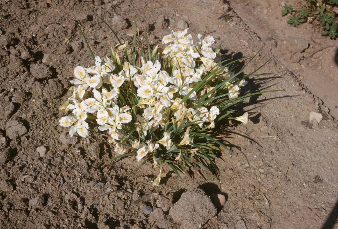 Iris innominata selection