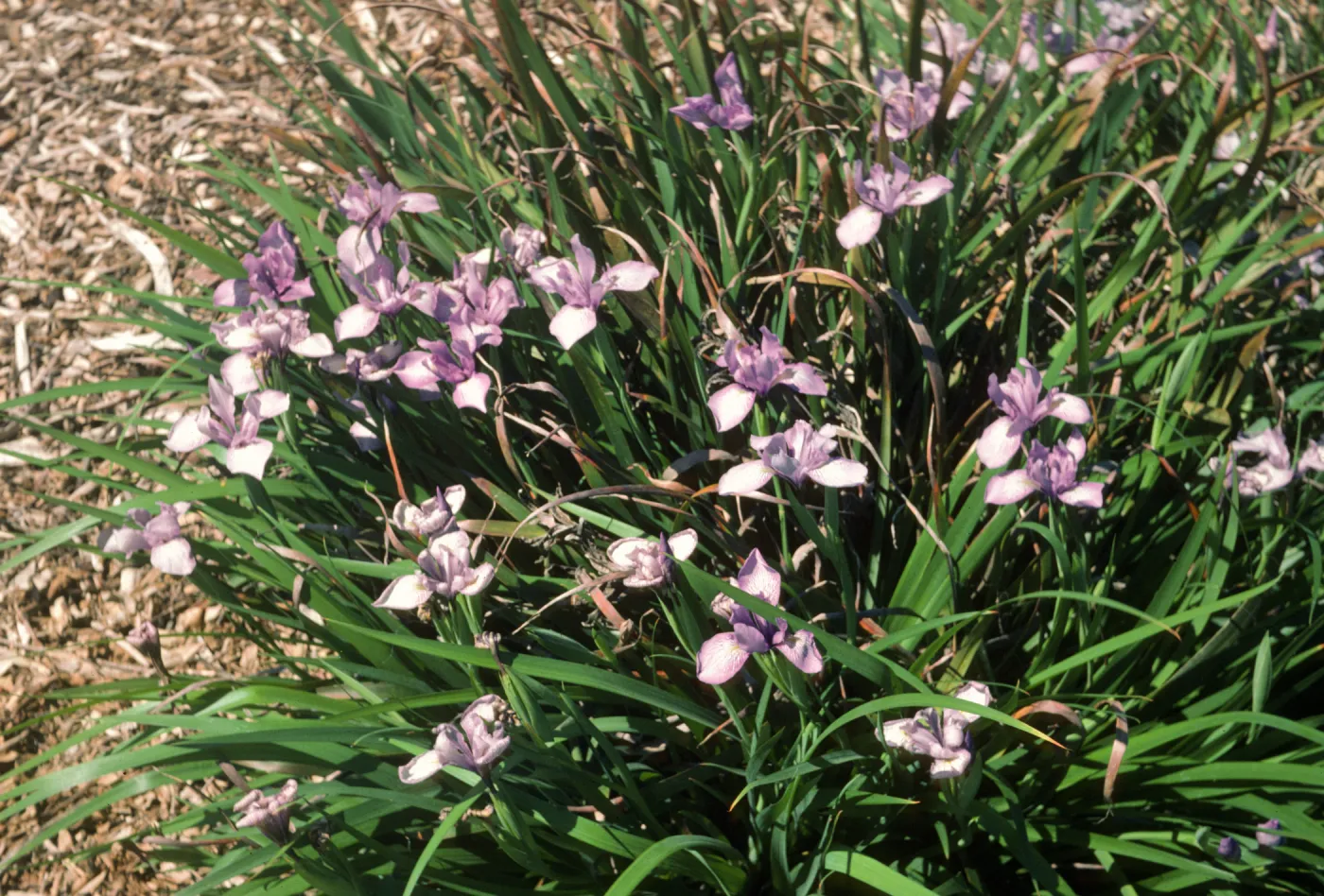 4N ? douglasiana x douglasiana.Lavender-purple. F1