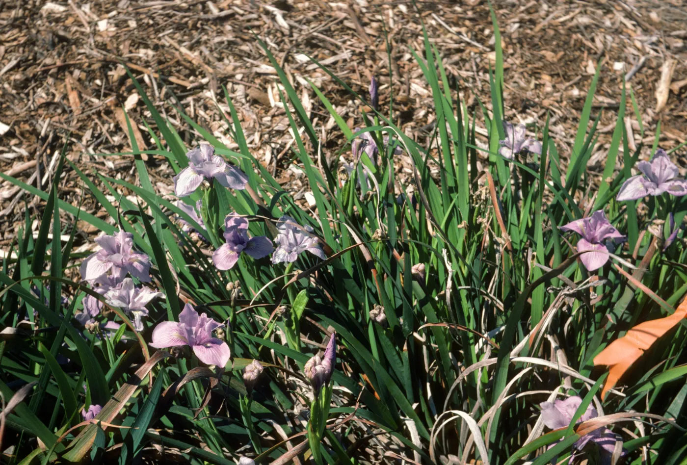 Iris 4N douglasiana x 'Claremont Blue Bird' F1