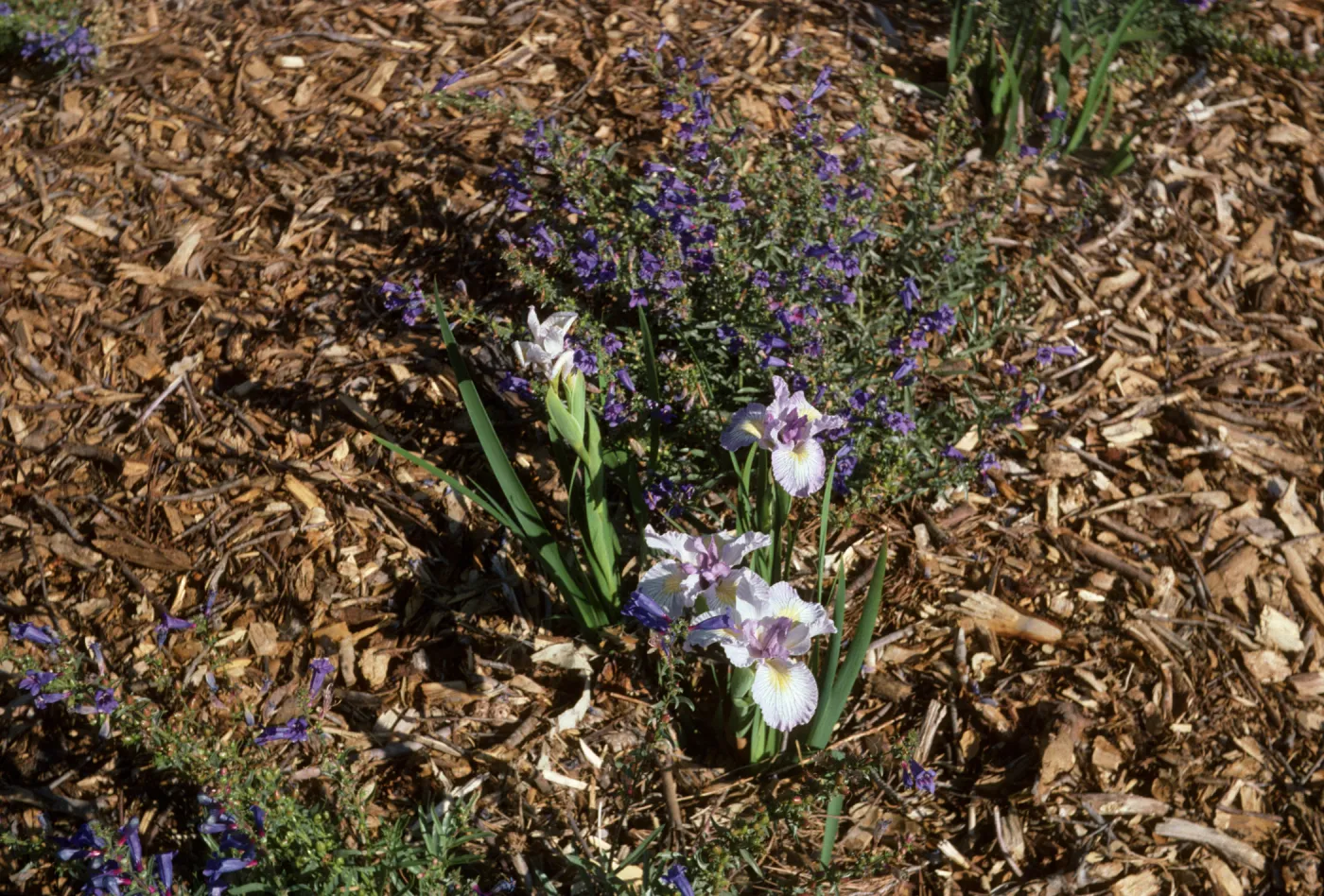 Iris 'Canyon Snow' x 'Claremont Blue Bird'