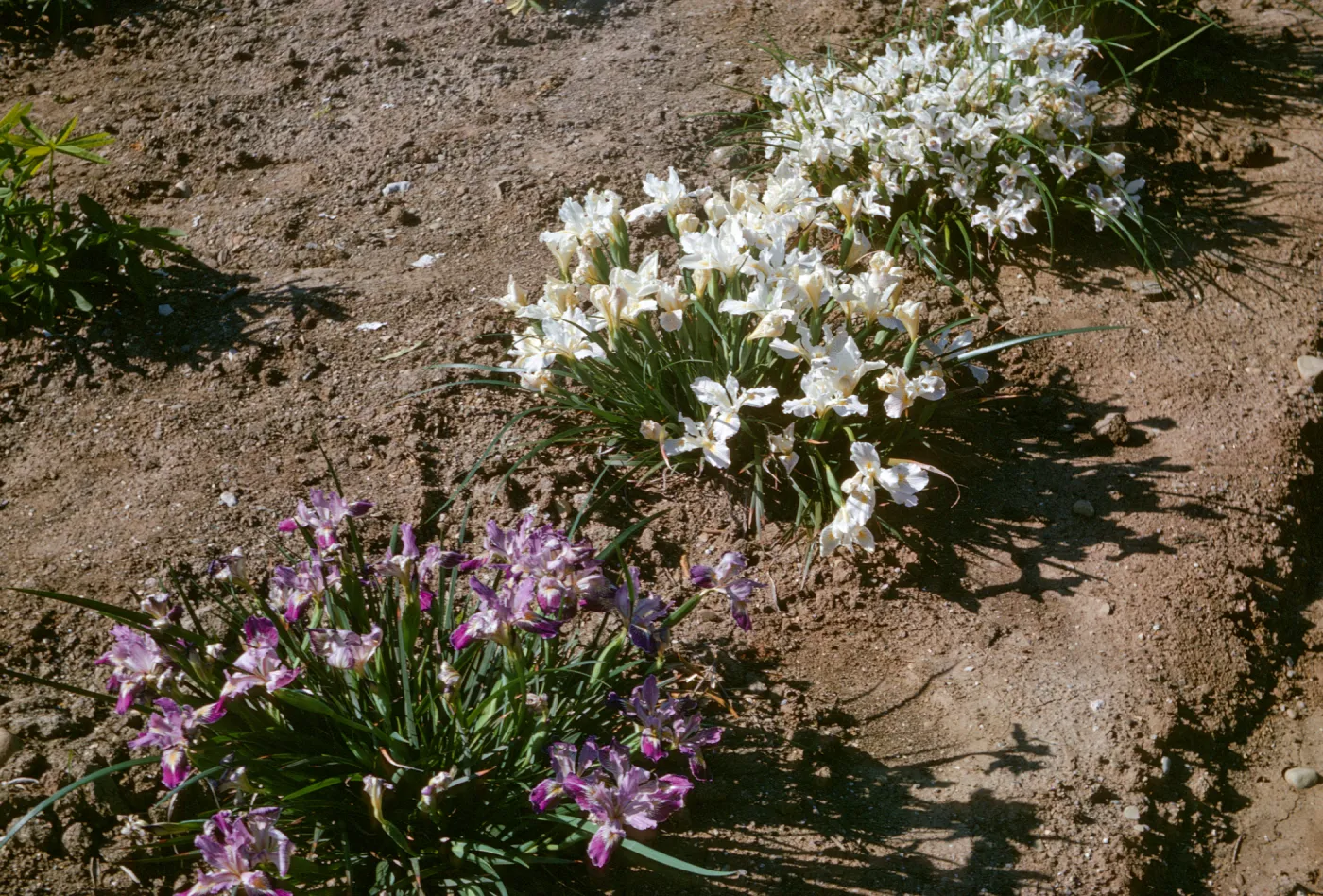 Iris innominata x