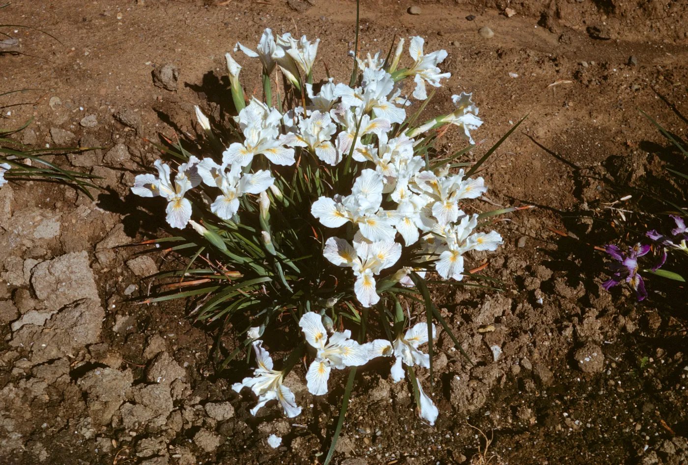 Iris innominata x