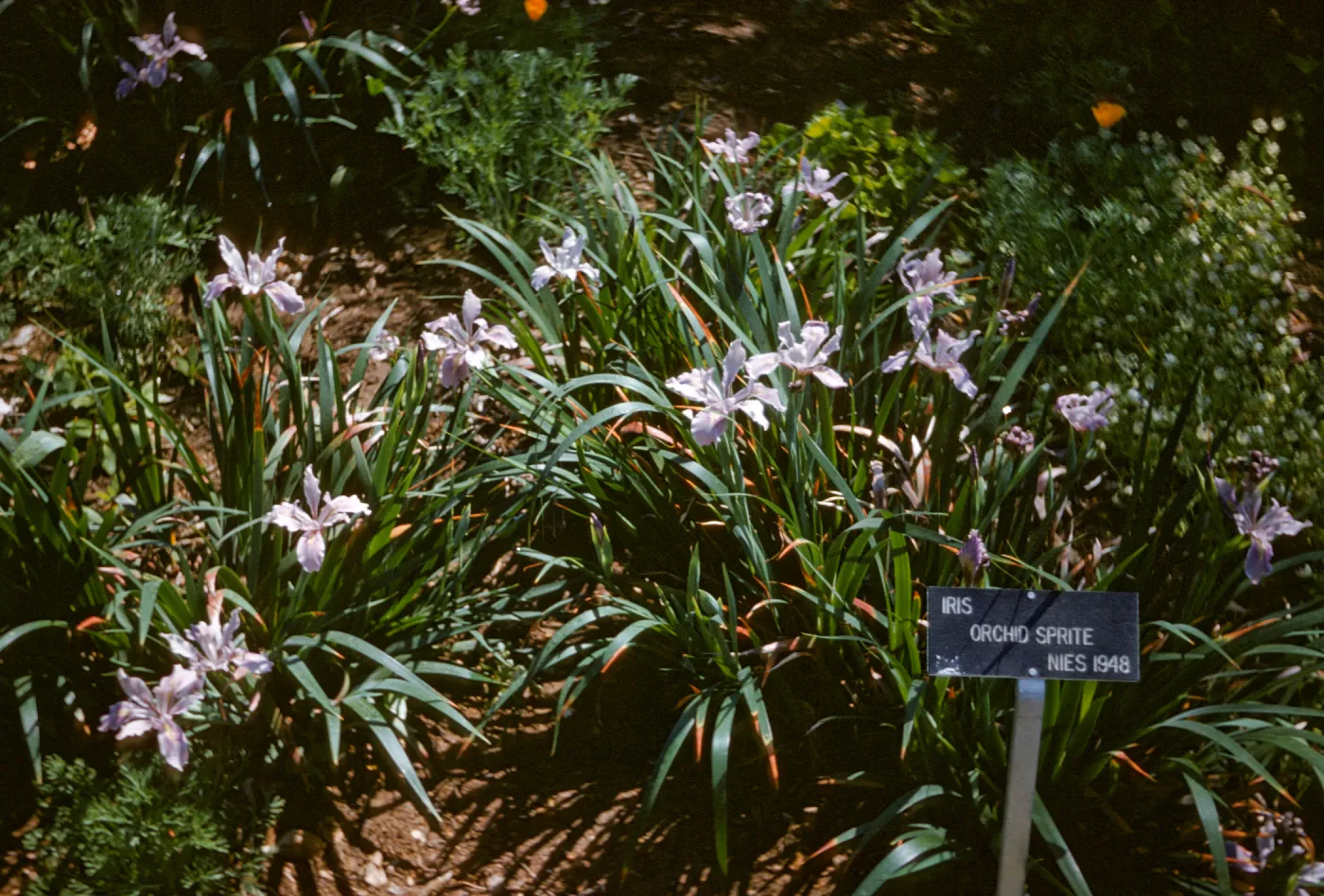 Iris douglasiana 'Orchid Sprite' RSABotanic Garden 