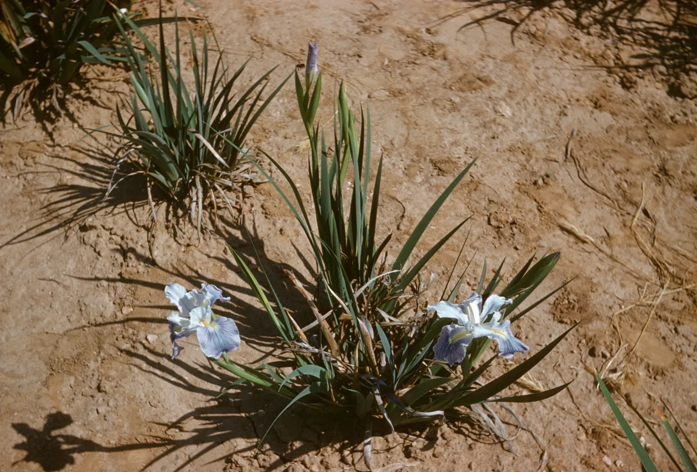 Iris hybrid RSABG